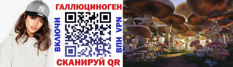 закладка  Великий Новгород  Псилоцибиновые грибы MAGIC MUSHROOMS 